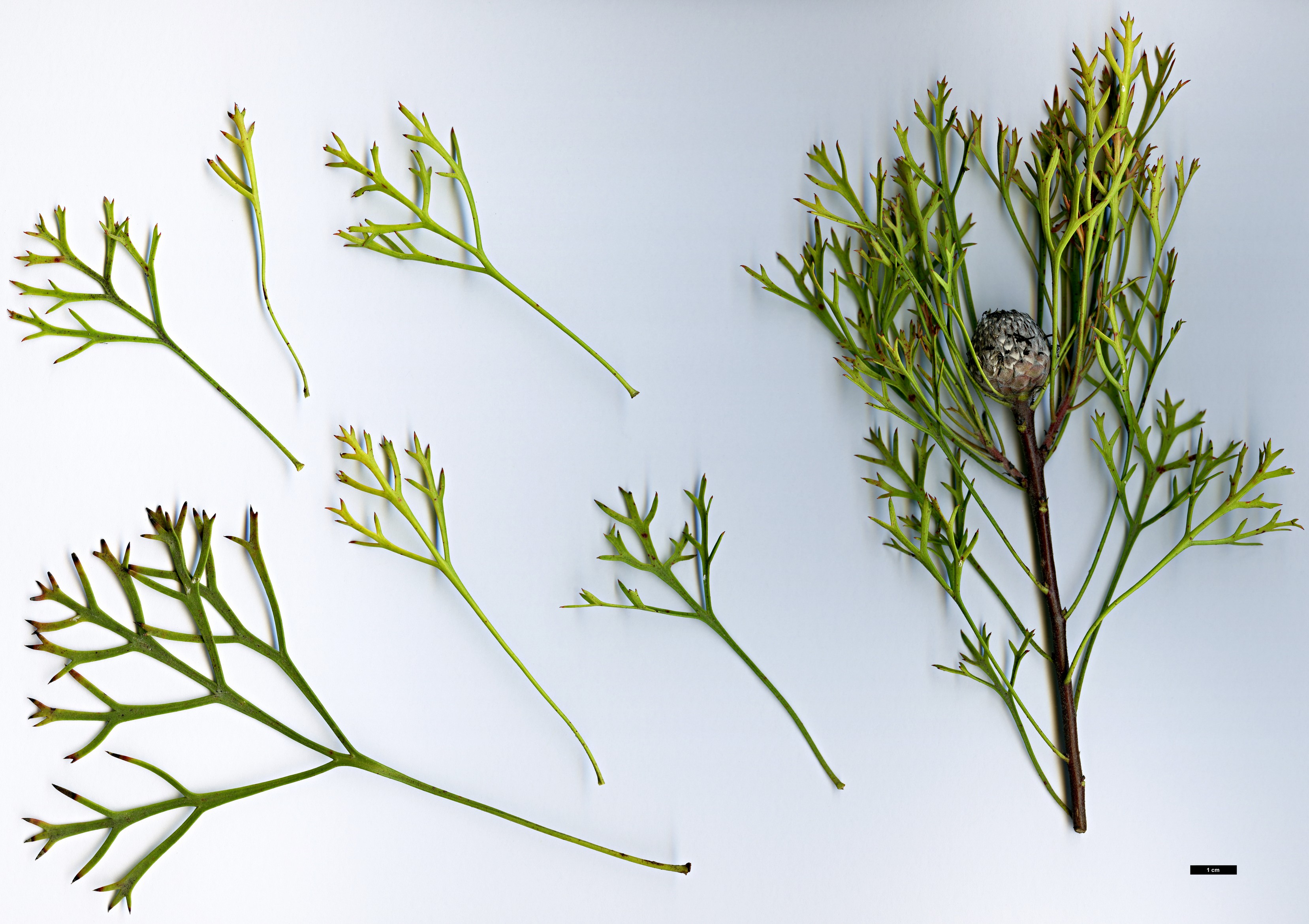 High resolution image: Family: Proteaceae - Genus: Isopogon - Taxon: mnoraifolius