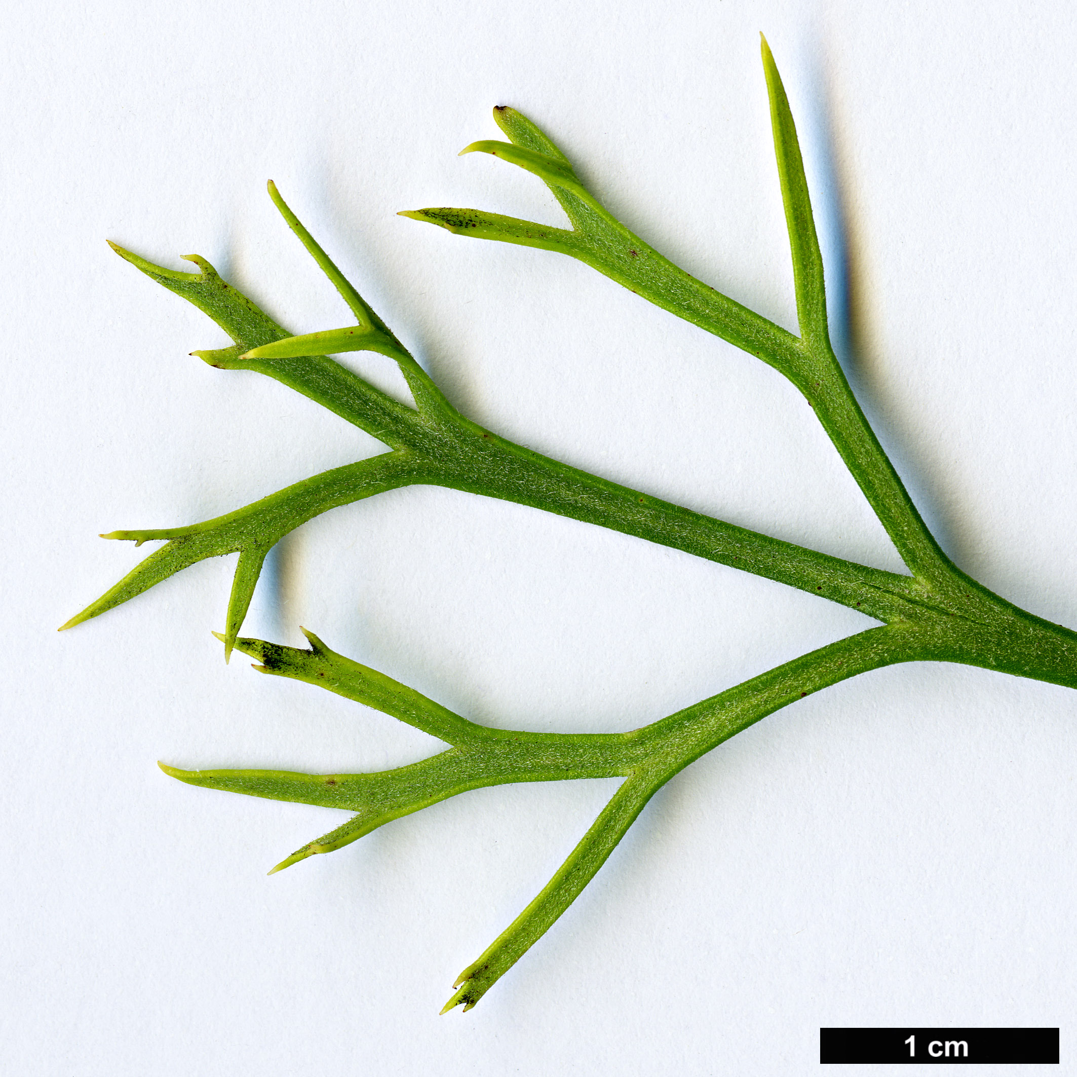 High resolution image: Family: Proteaceae - Genus: Isopogon - Taxon: petiolaris