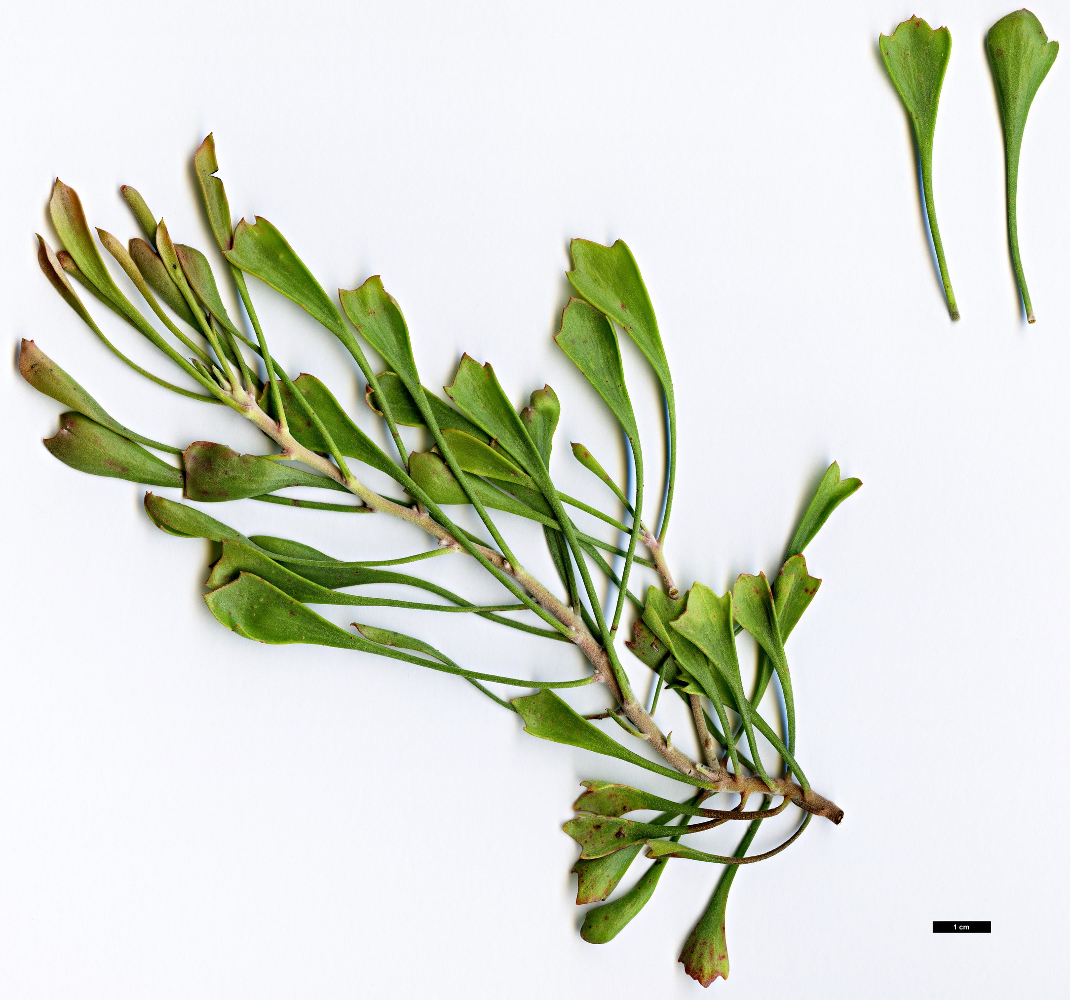 High resolution image: Family: Proteaceae - Genus: Isopogon - Taxon: trilobus