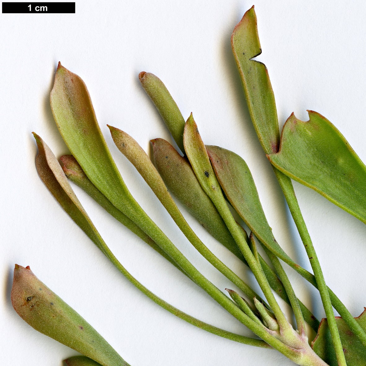 High resolution image: Family: Proteaceae - Genus: Isopogon - Taxon: trilobus
