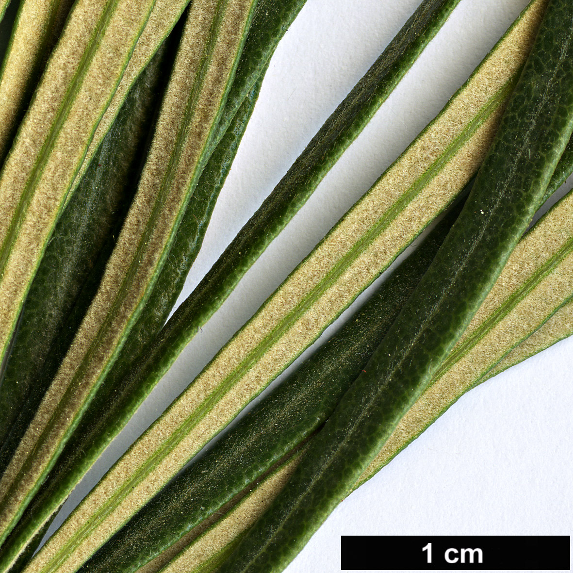 High resolution image: Family: Proteaceae - Genus: Lambertia - Taxon: formosa