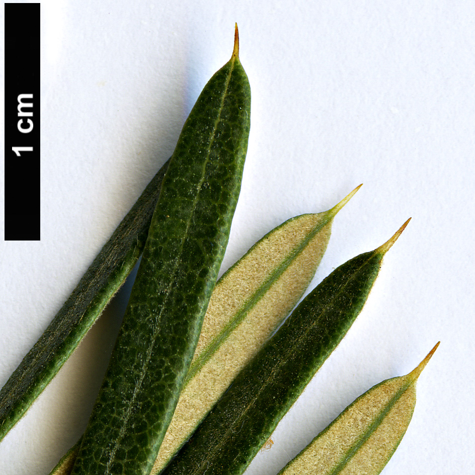 High resolution image: Family: Proteaceae - Genus: Lambertia - Taxon: formosa