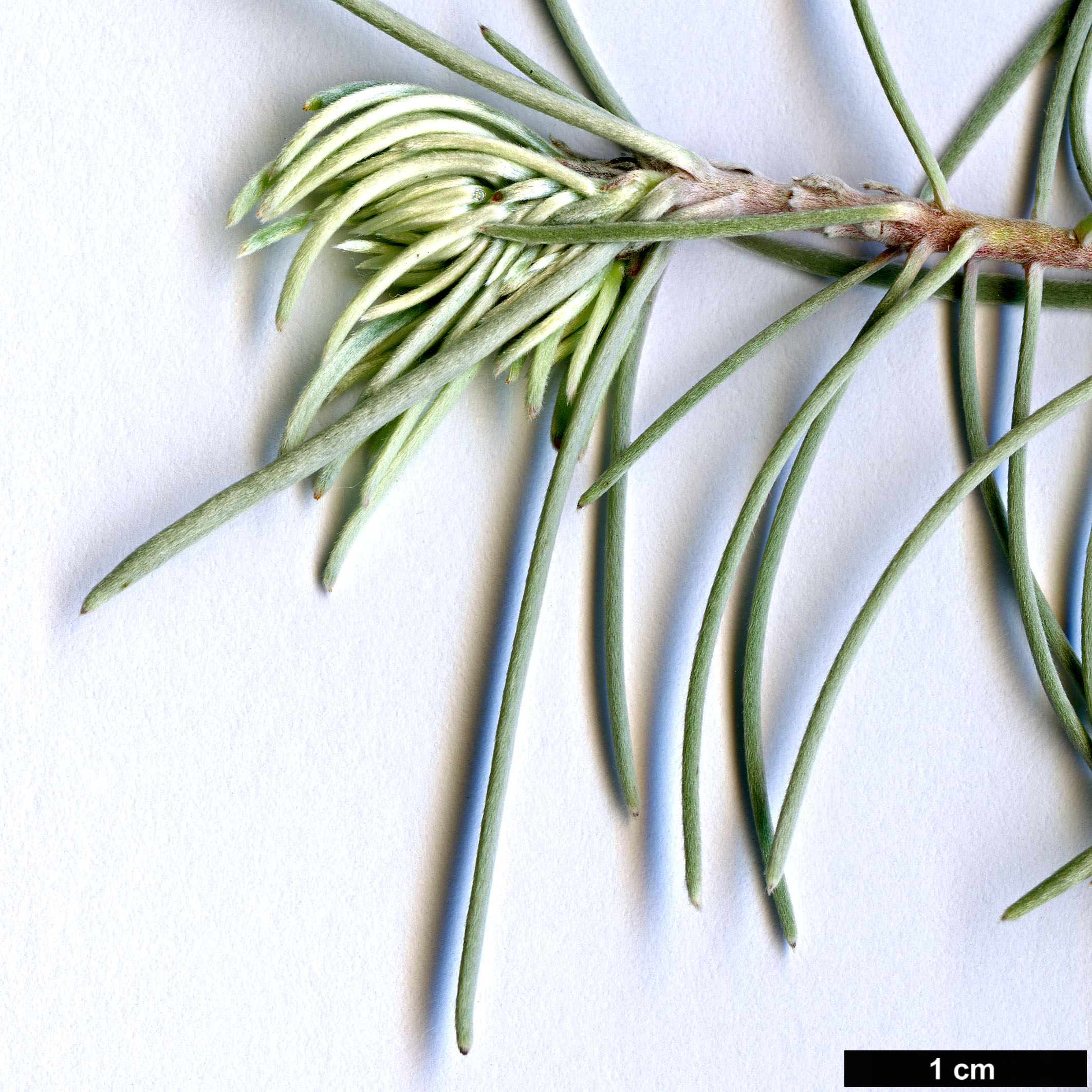 High resolution image: Family: Proteaceae - Genus: Leucadendron - Taxon: album