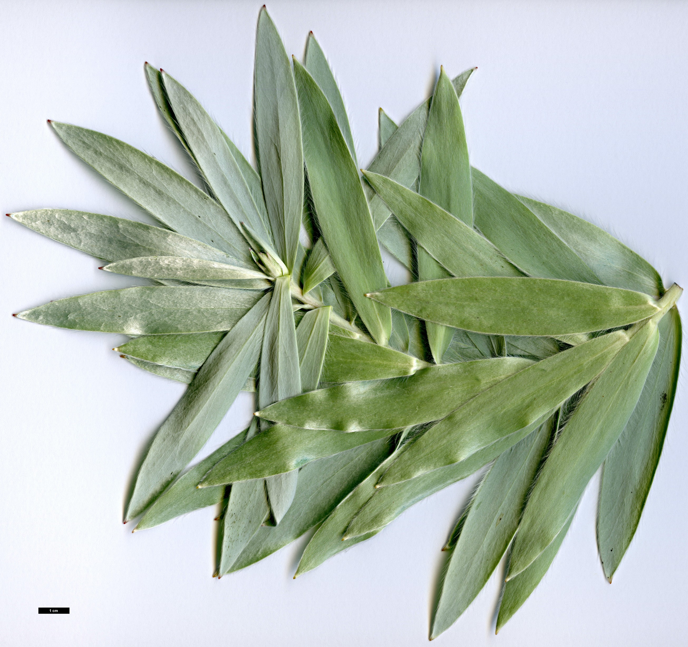 High resolution image: Family: Proteaceae - Genus: Leucadendron - Taxon: argenteum