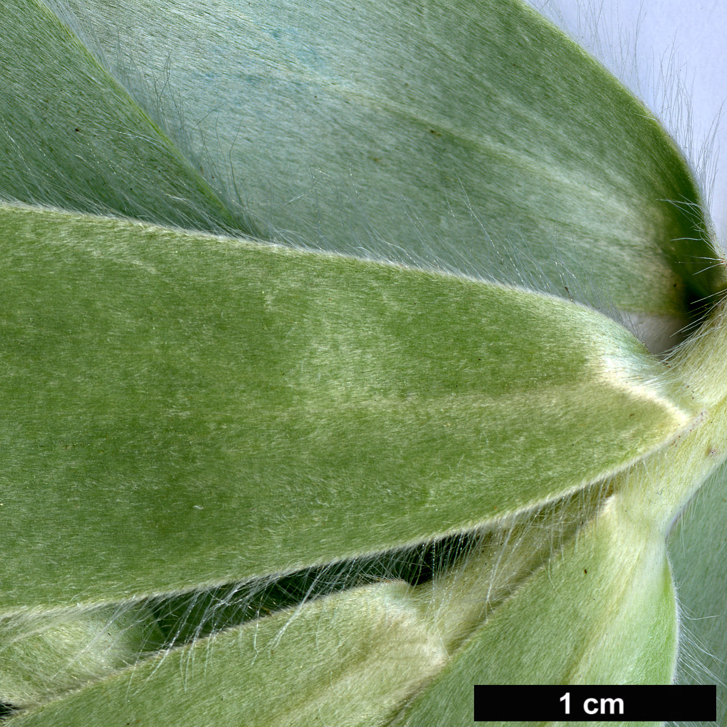 High resolution image: Family: Proteaceae - Genus: Leucadendron - Taxon: argenteum