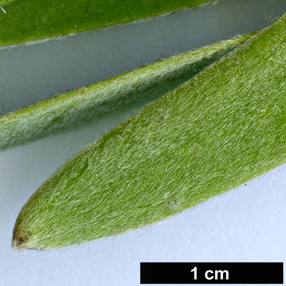 High resolution image: Family: Proteaceae - Genus: Leucadendron - Taxon: gandogeri