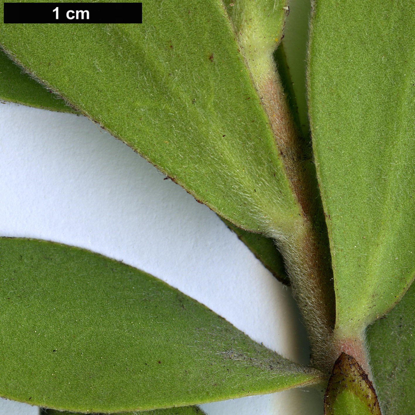 High resolution image: Family: Proteaceae - Genus: Leucadendron - Taxon: laureolum