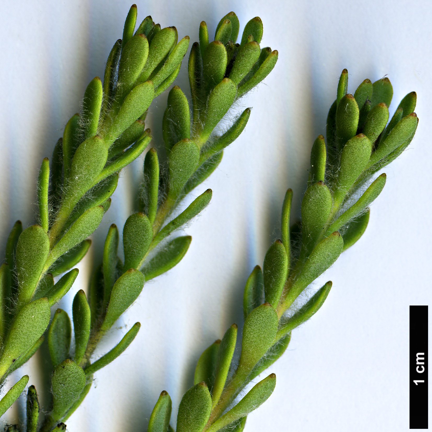 High resolution image: Family: Proteaceae - Genus: Leucadendron - Taxon: levisanus
