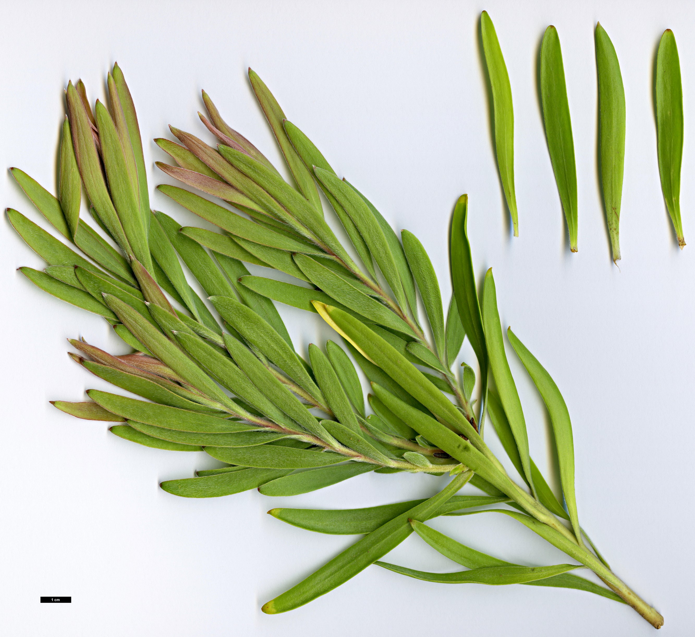 High resolution image: Family: Proteaceae - Genus: Leucadendron - Taxon: meridianum