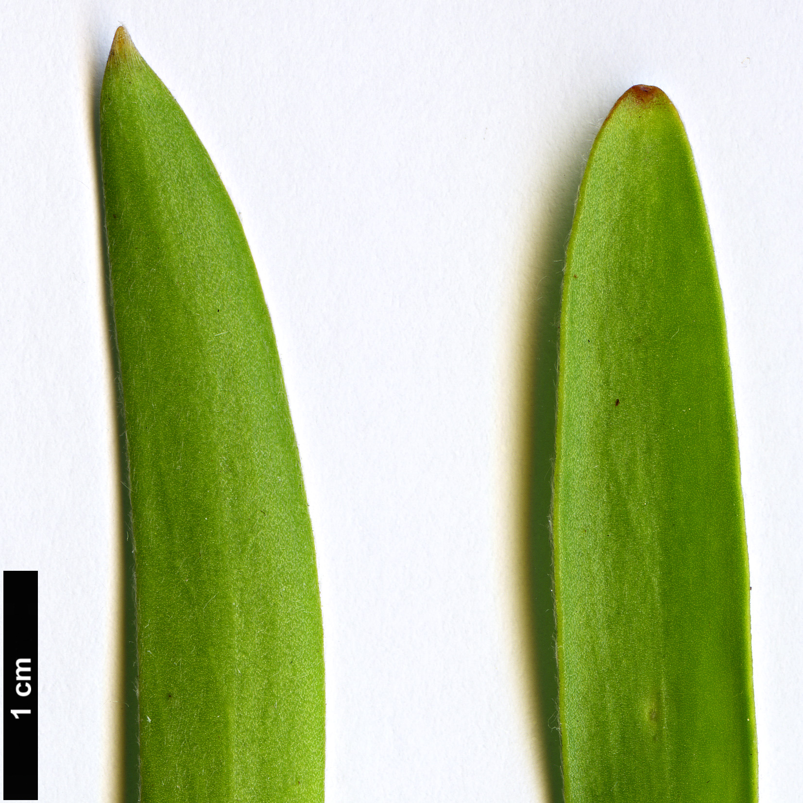 High resolution image: Family: Proteaceae - Genus: Leucadendron - Taxon: meridianum
