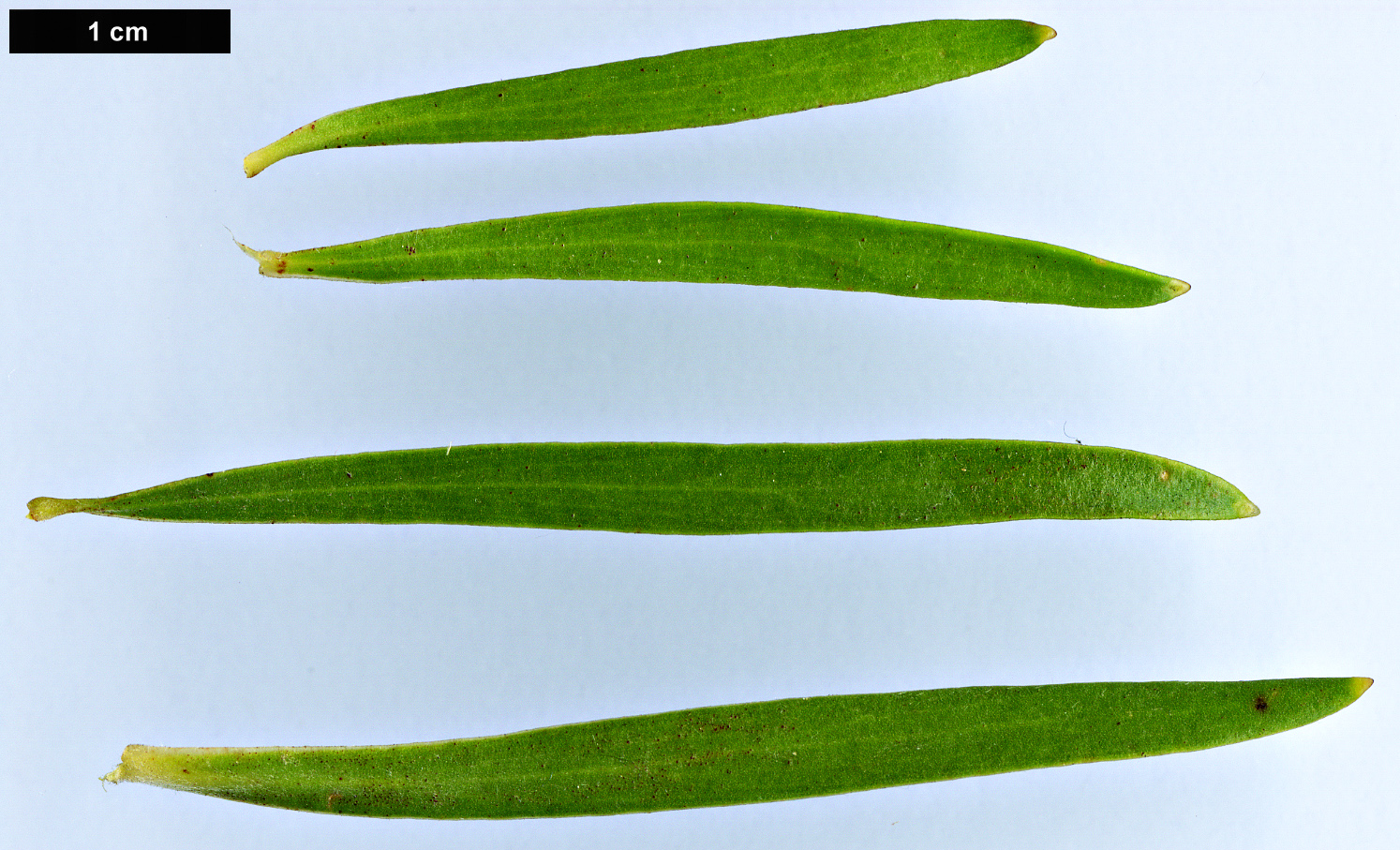 High resolution image: Family: Proteaceae - Genus: Leucadendron - Taxon: spissifolium