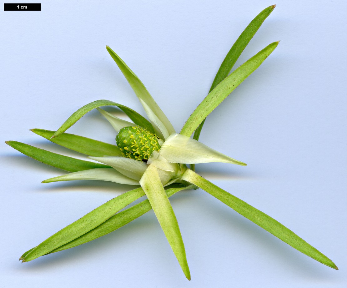 High resolution image: Family: Proteaceae - Genus: Leucadendron - Taxon: spissifolium