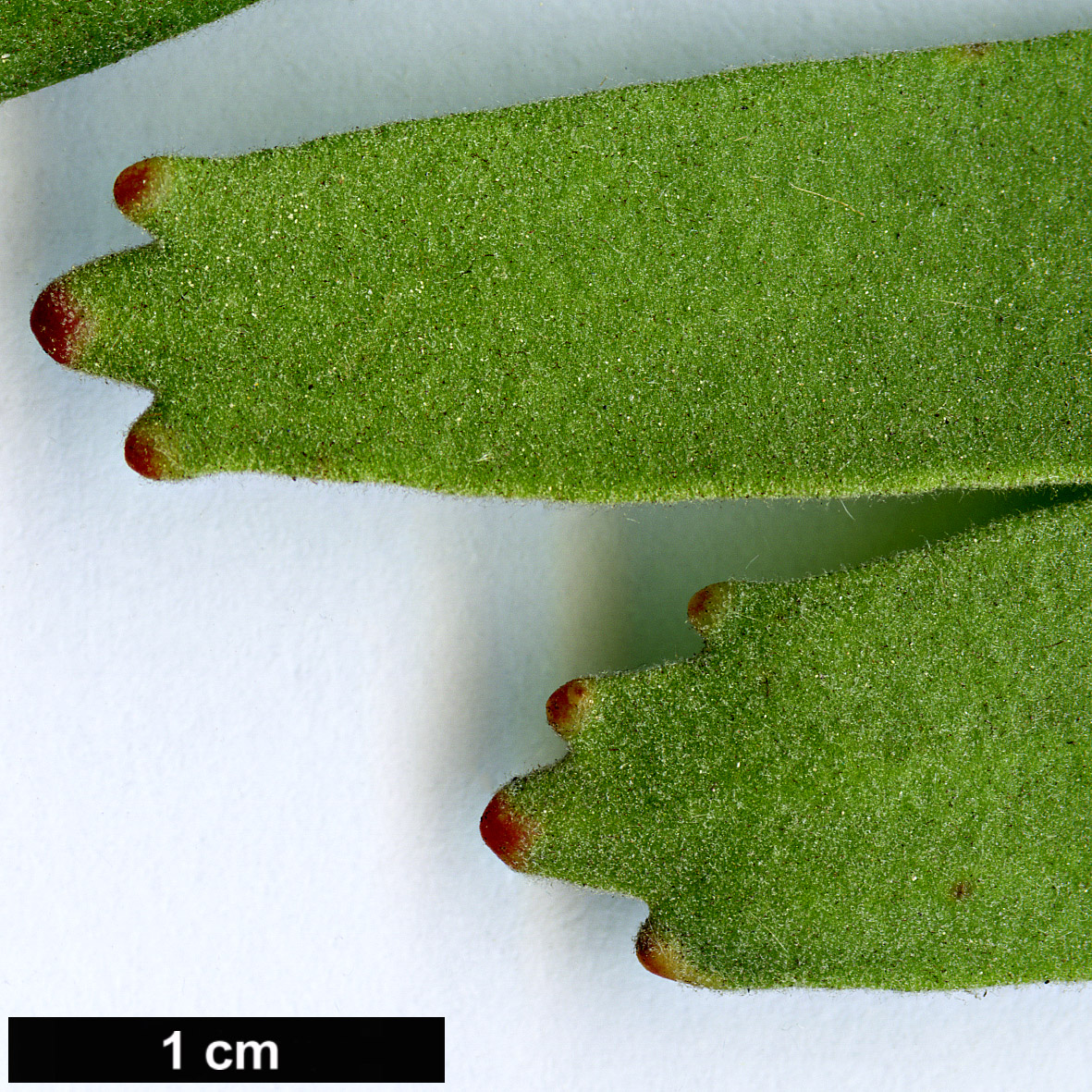 High resolution image: Family: Proteaceae - Genus: Leucospermum - Taxon: erubescens