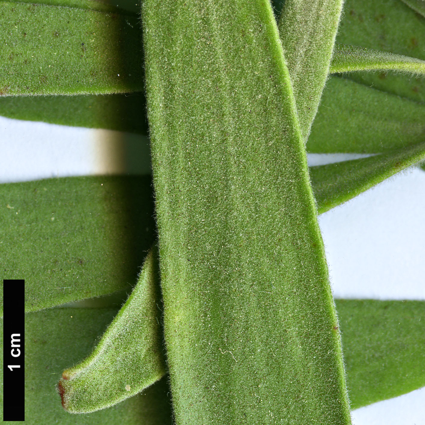 High resolution image: Family: Proteaceae - Genus: Leucospermum - Taxon: erubescens