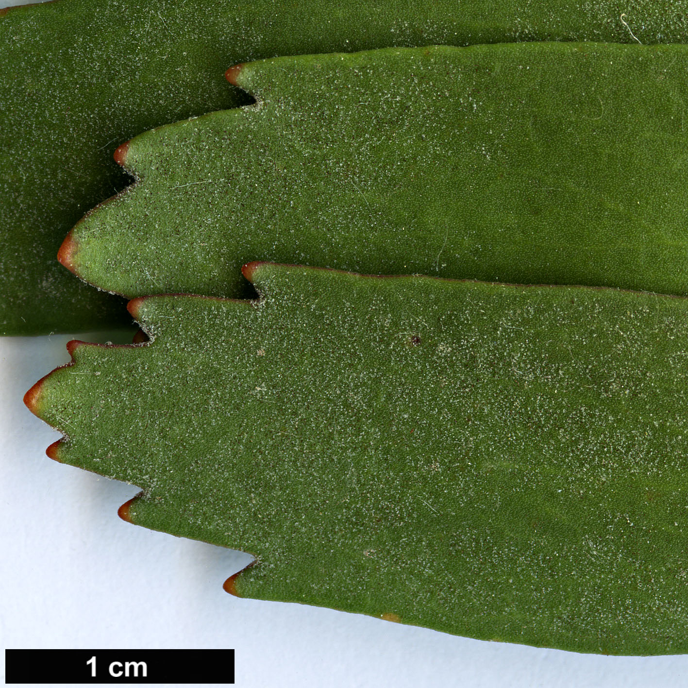 High resolution image: Family: Proteaceae - Genus: Leucospermum - Taxon: glabrum
