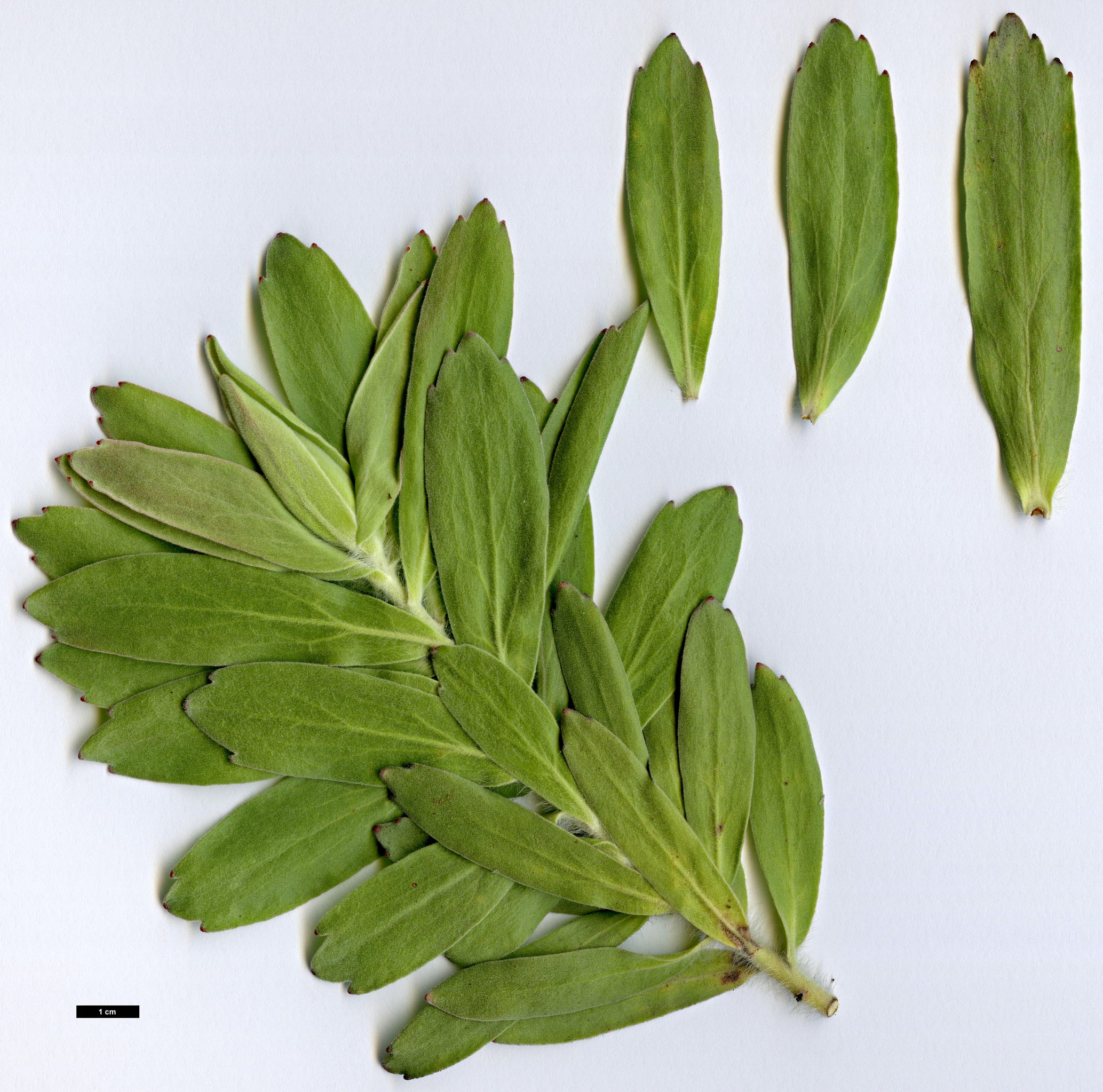High resolution image: Family: Proteaceae - Genus: Leucospermum - Taxon: grandiflorum
