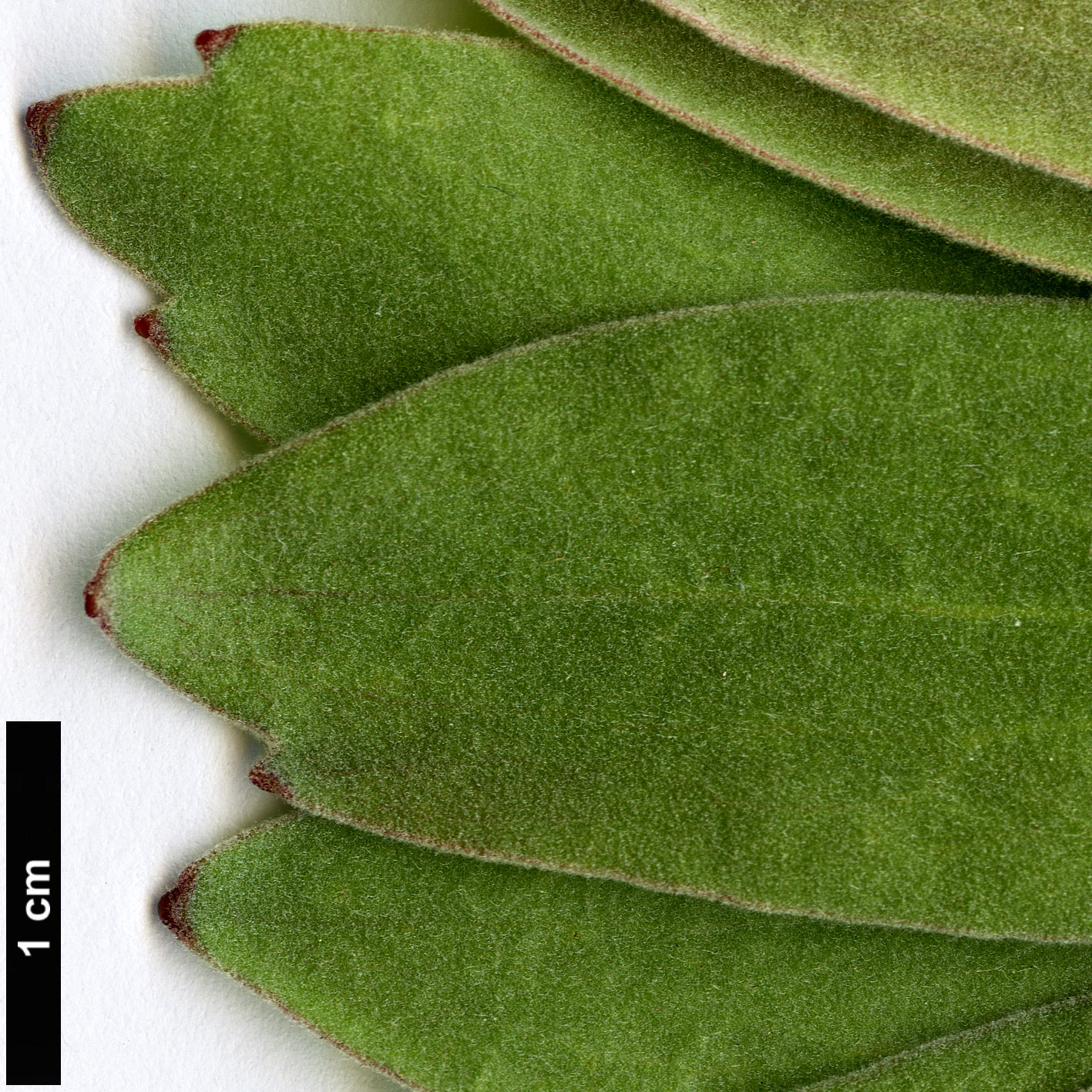 High resolution image: Family: Proteaceae - Genus: Leucospermum - Taxon: grandiflorum