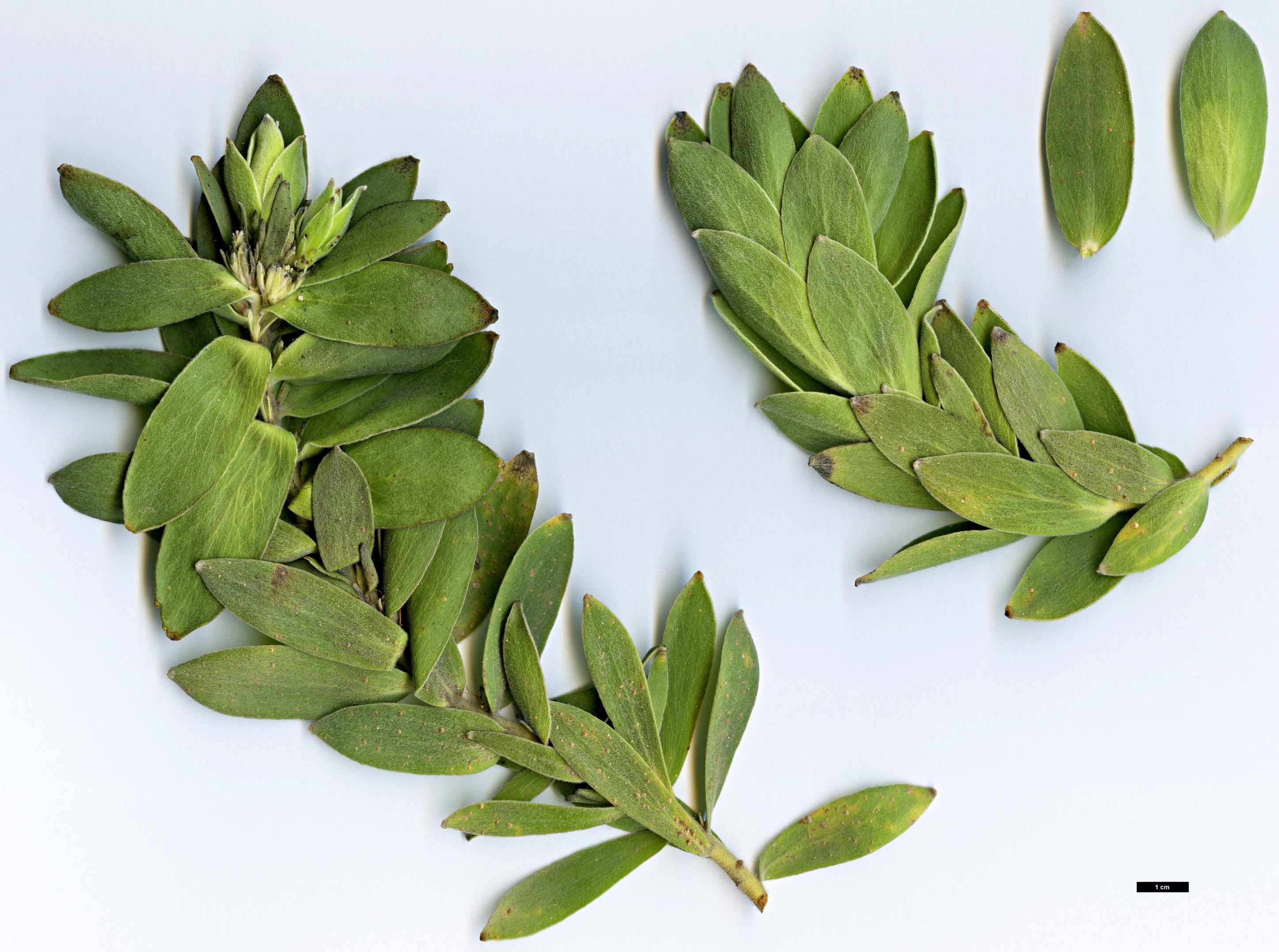 High resolution image: Family: Proteaceae - Genus: Leucospermum - Taxon: oleifolium