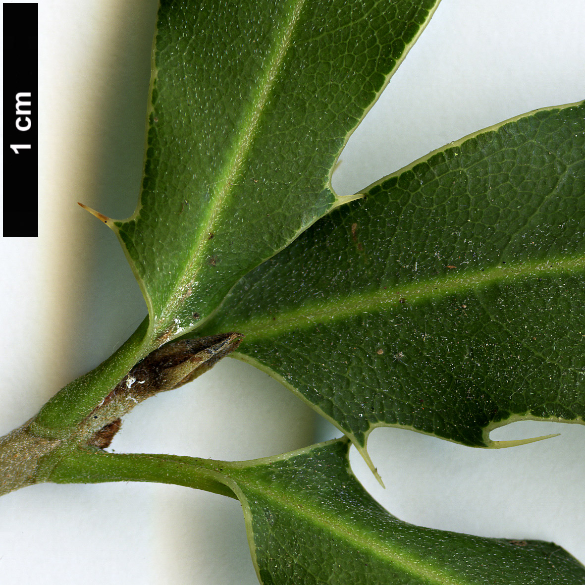 High resolution image: Family: Proteaceae - Genus: Macadamia - Taxon: ternifolia