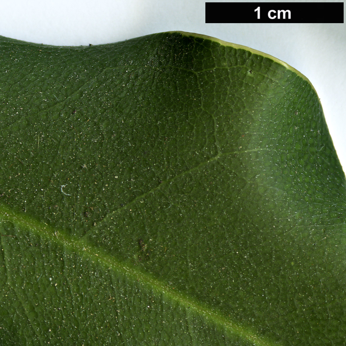 High resolution image: Family: Proteaceae - Genus: Macadamia - Taxon: ternifolia