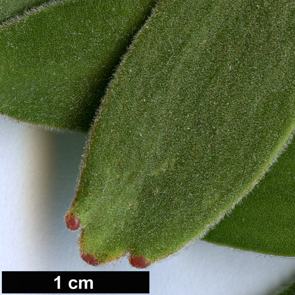 High resolution image: Family: Proteaceae - Genus: Mimetes - Taxon: cucullatus