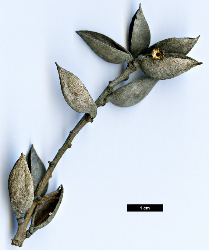 High resolution image: Family: Proteaceae - Genus: Orites - Taxon: diversifolia