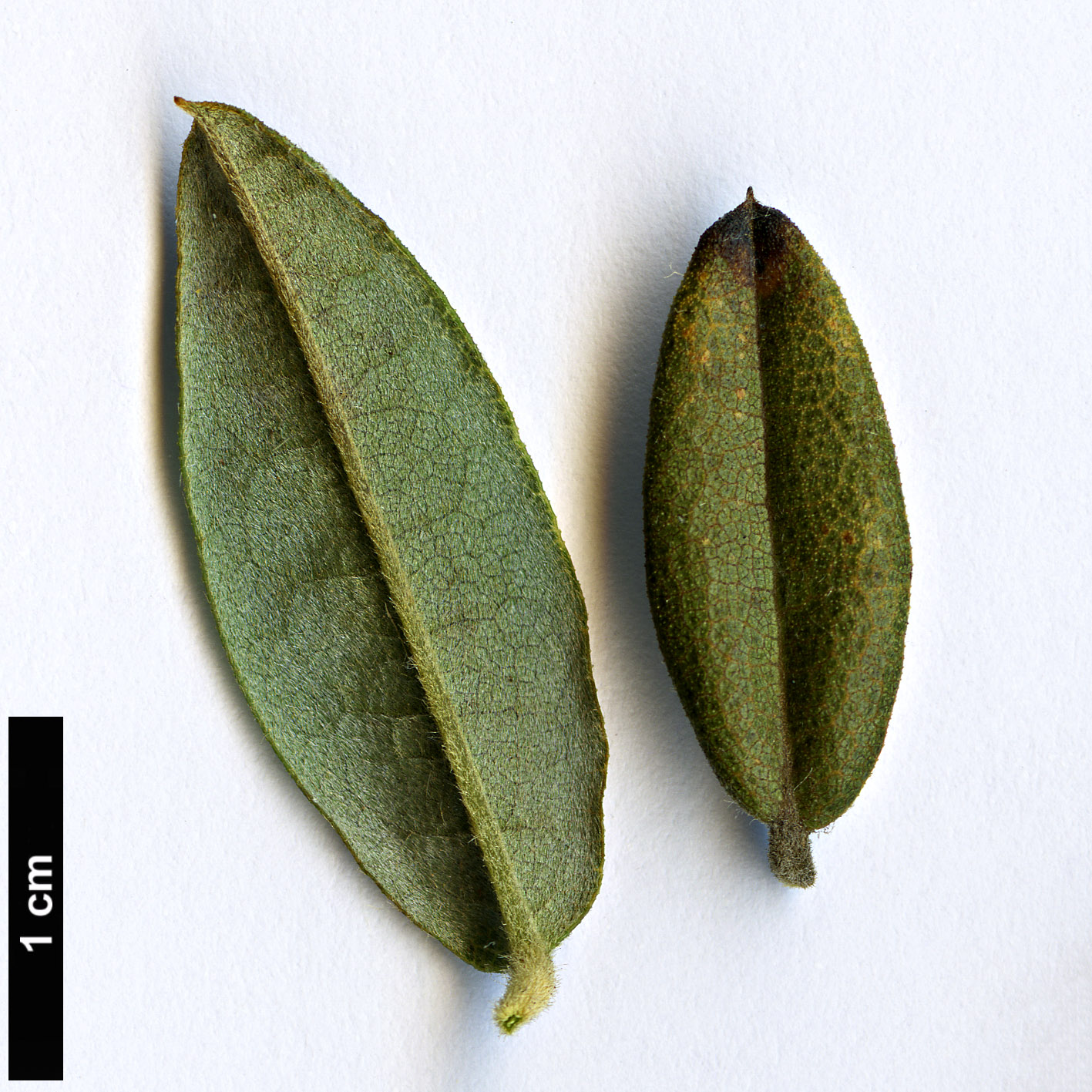 High resolution image: Family: Proteaceae - Genus: Orites - Taxon: revoluta