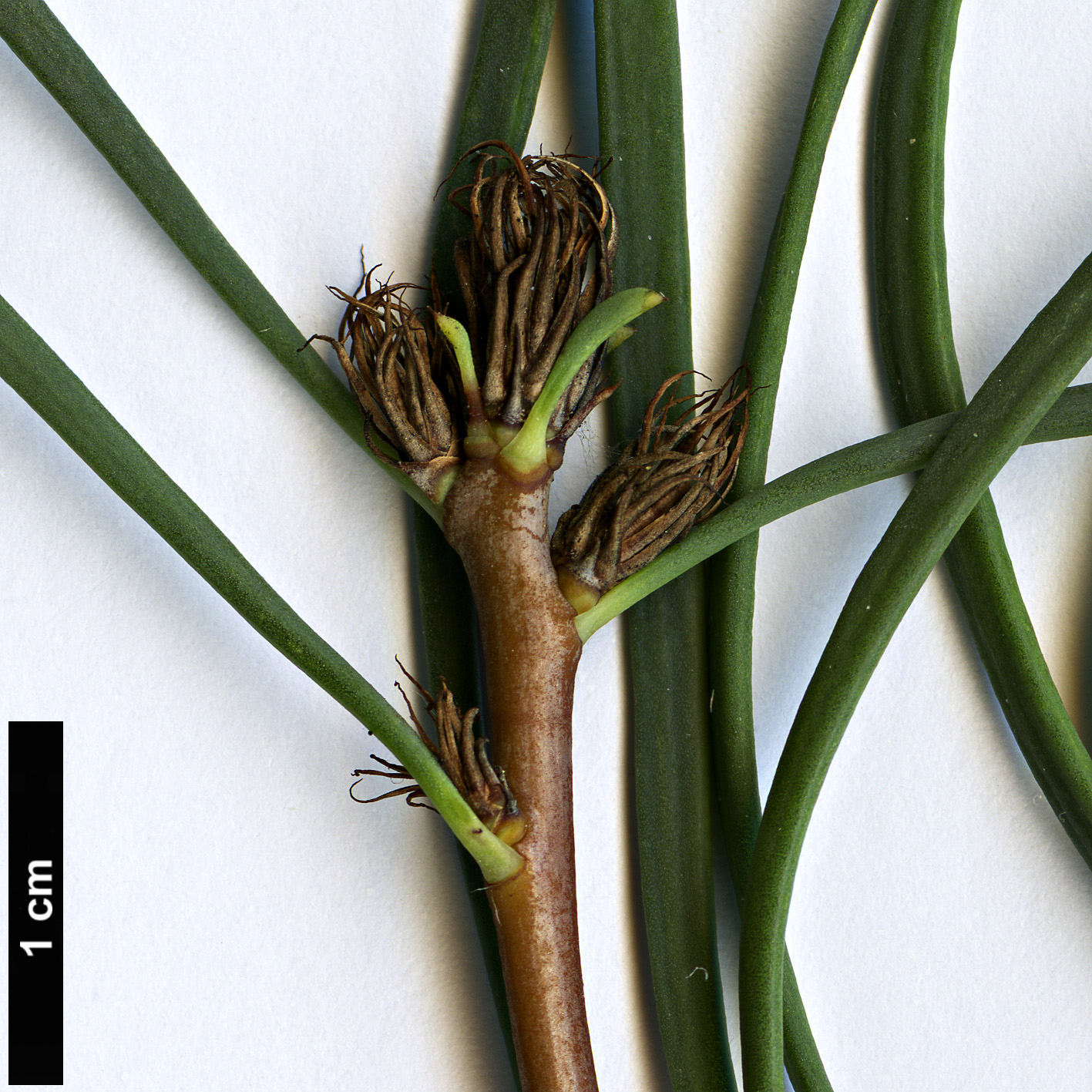 High resolution image: Family: Proteaceae - Genus: Petrophile - Taxon: linearis