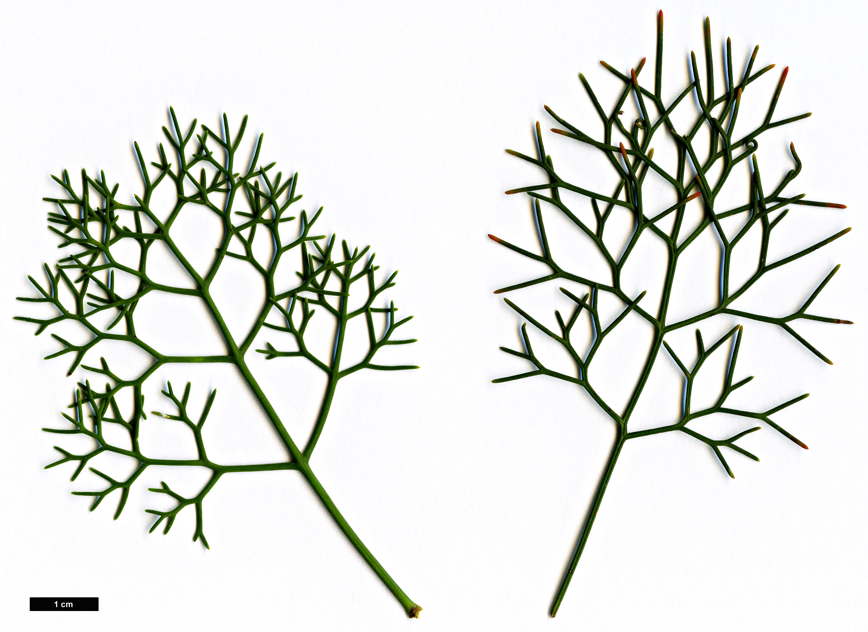 High resolution image: Family: Proteaceae - Genus: Petrophile - Taxon: pedunculata