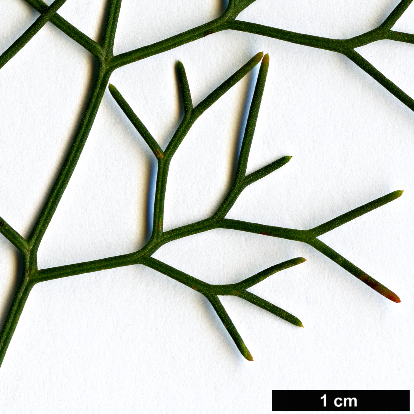 High resolution image: Family: Proteaceae - Genus: Petrophile - Taxon: pedunculata