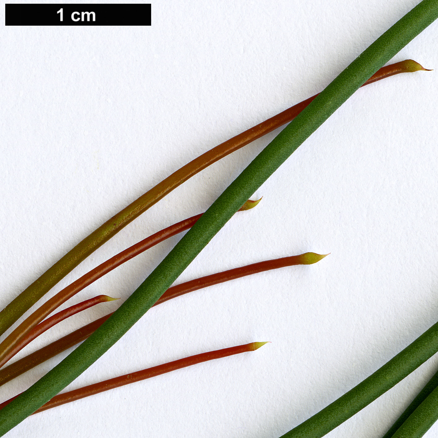 High resolution image: Family: Proteaceae - Genus: Petrophile - Taxon: teretifolia