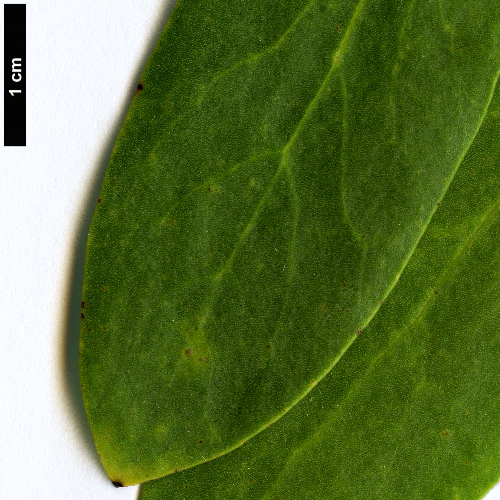 High resolution image: Family: Proteaceae - Genus: Protea - Taxon: aurea