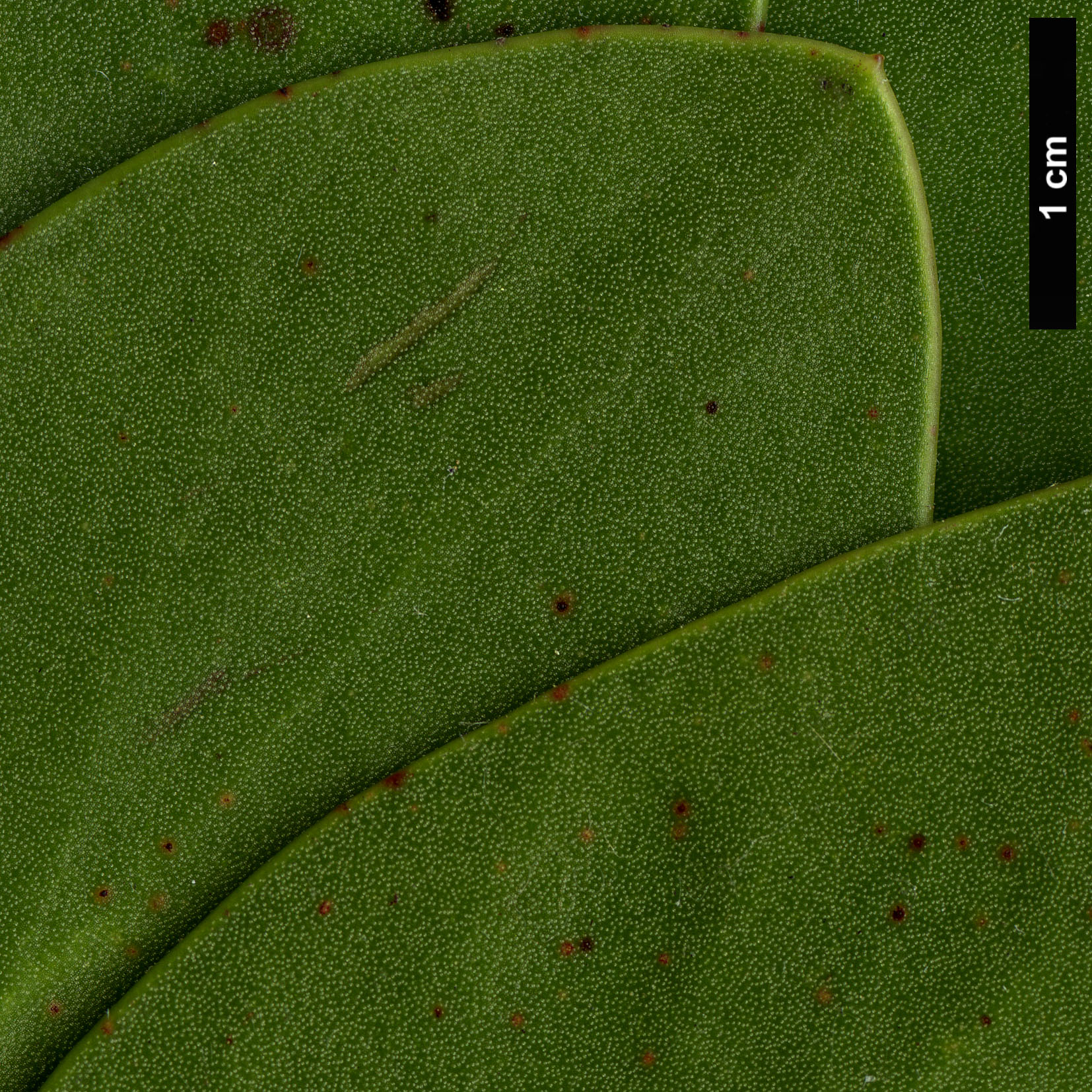 High resolution image: Family: Proteaceae - Genus: Protea - Taxon: cynaroides