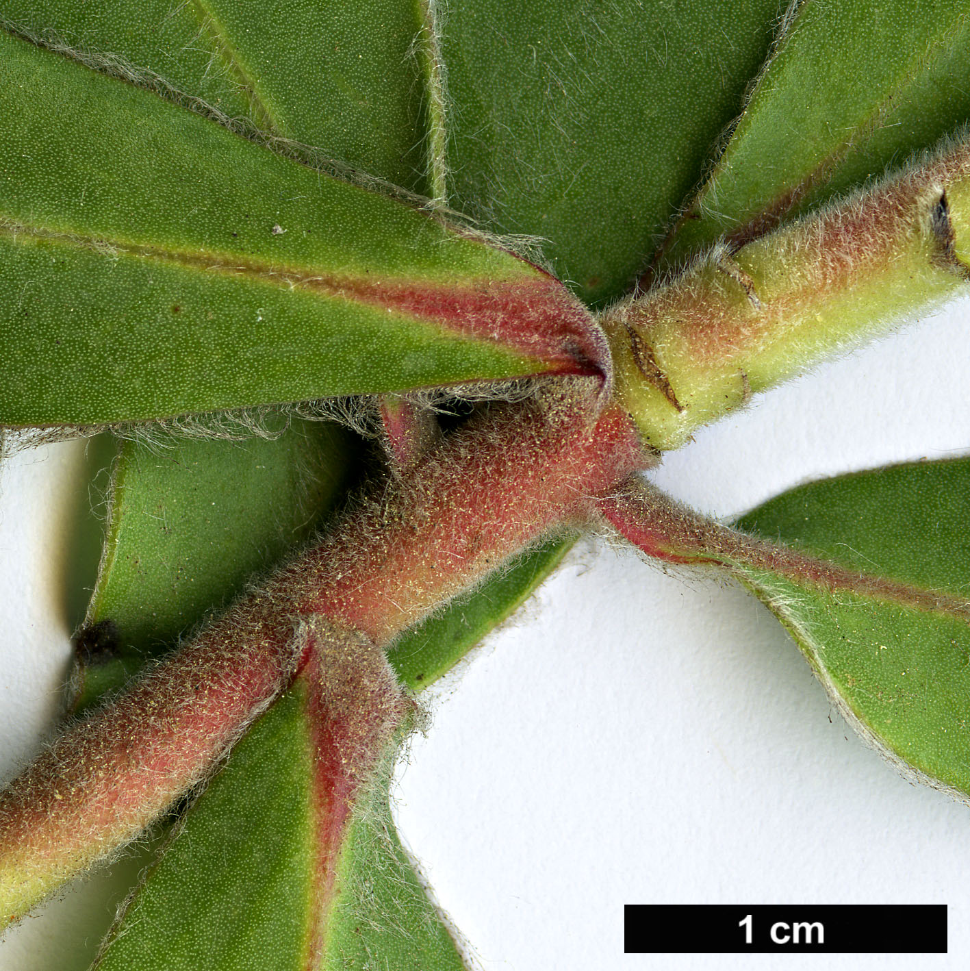 High resolution image: Family: Proteaceae - Genus: Protea - Taxon: eximia