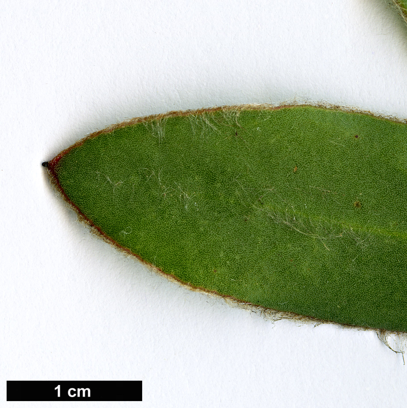 High resolution image: Family: Proteaceae - Genus: Protea - Taxon: eximia