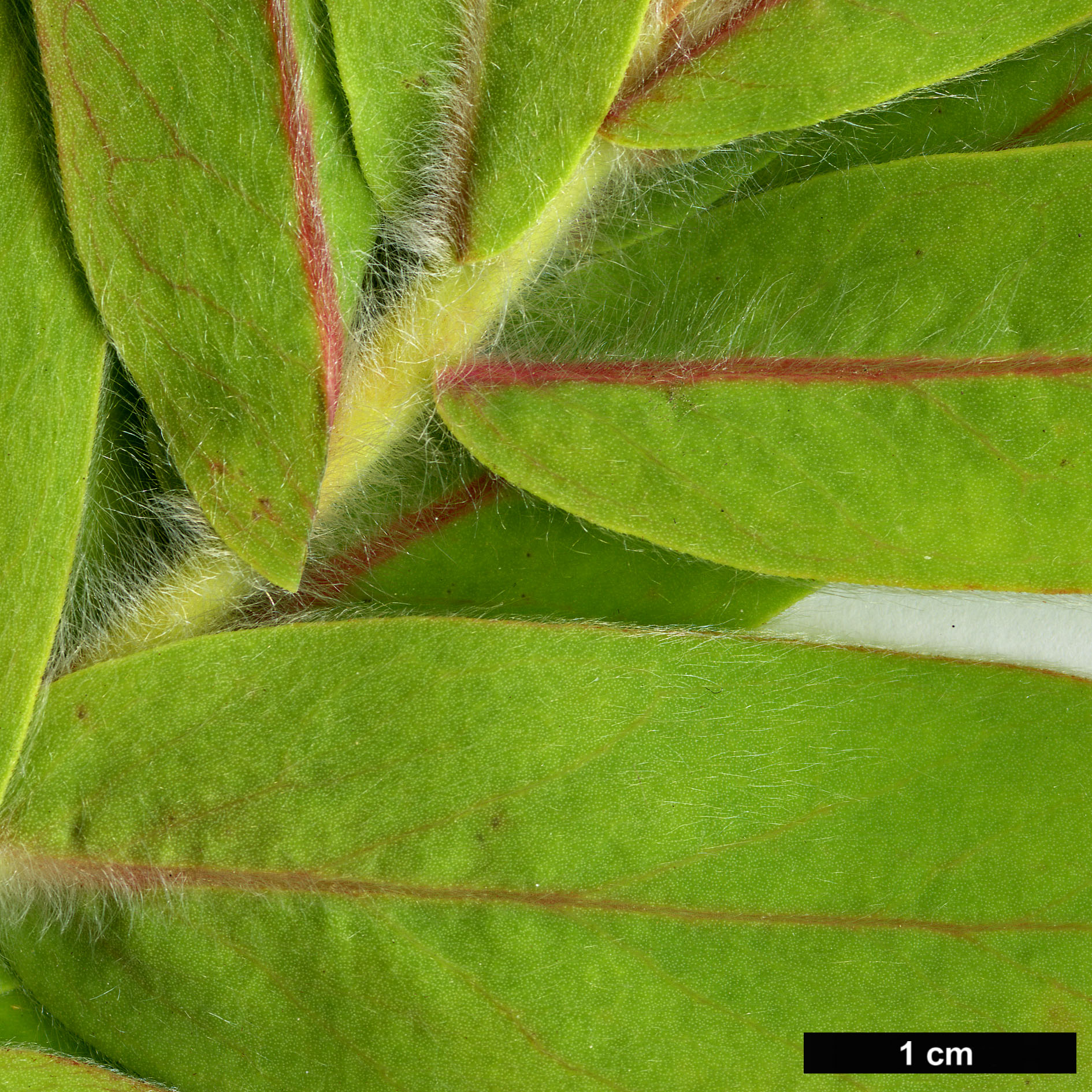 High resolution image: Family: Proteaceae - Genus: Protea - Taxon: lacticolor