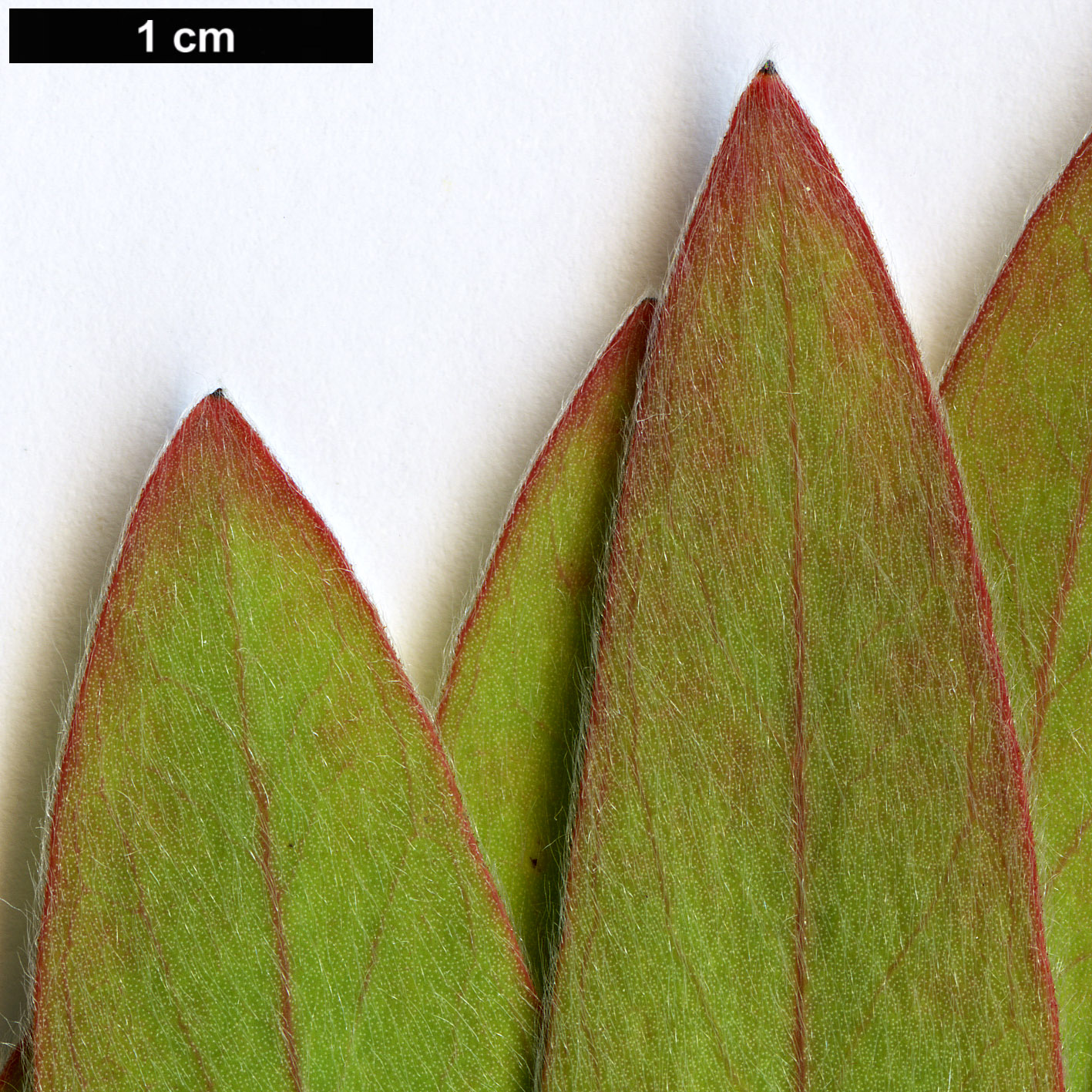 High resolution image: Family: Proteaceae - Genus: Protea - Taxon: lacticolor