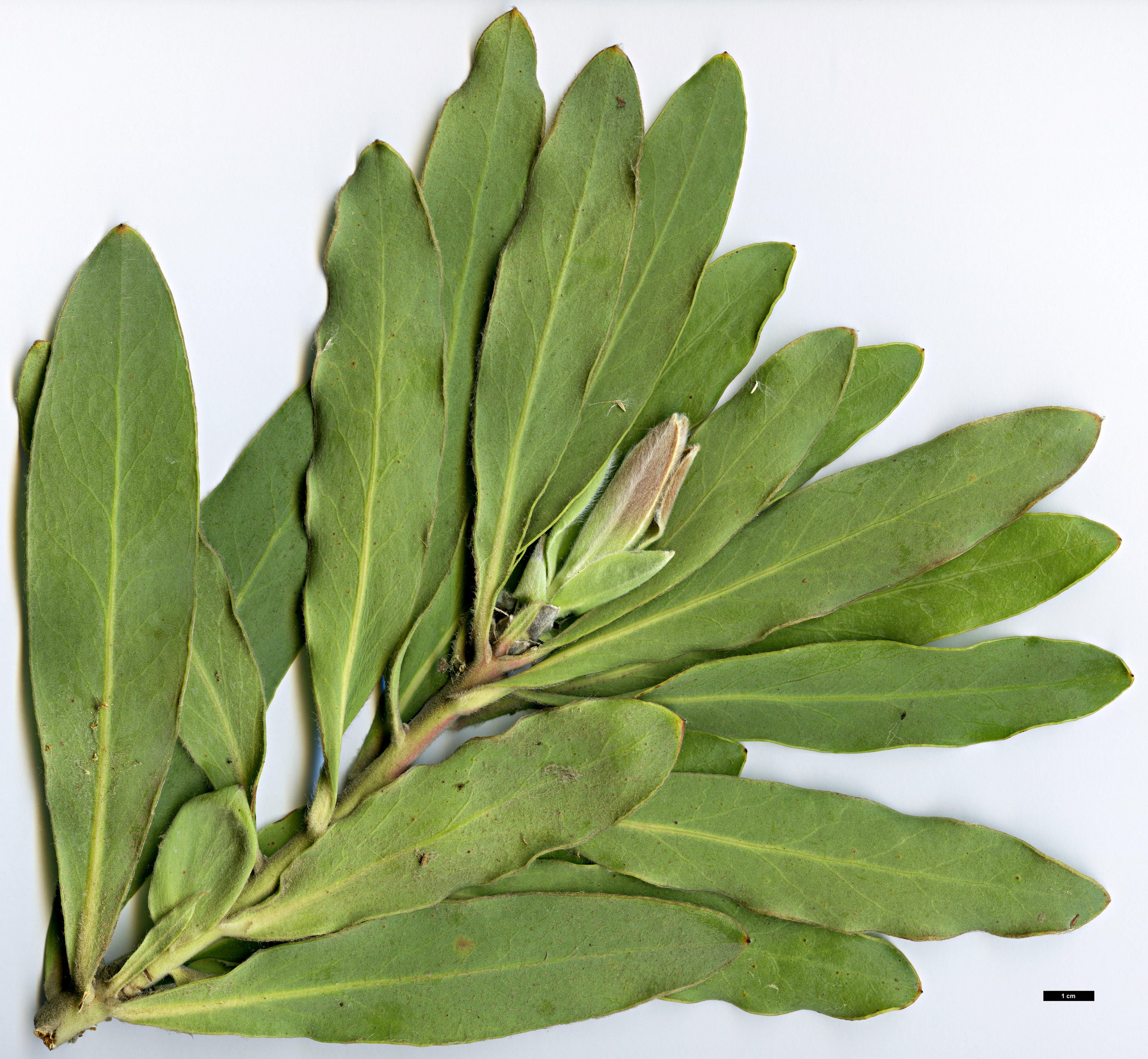 High resolution image: Family: Proteaceae - Genus: Protea - Taxon: magnifica