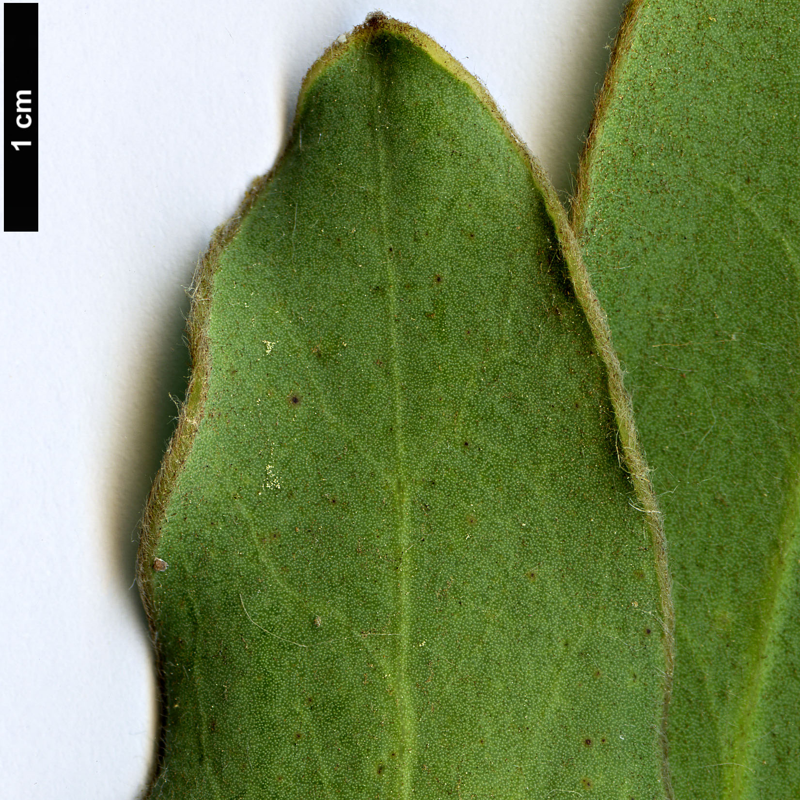 High resolution image: Family: Proteaceae - Genus: Protea - Taxon: magnifica
