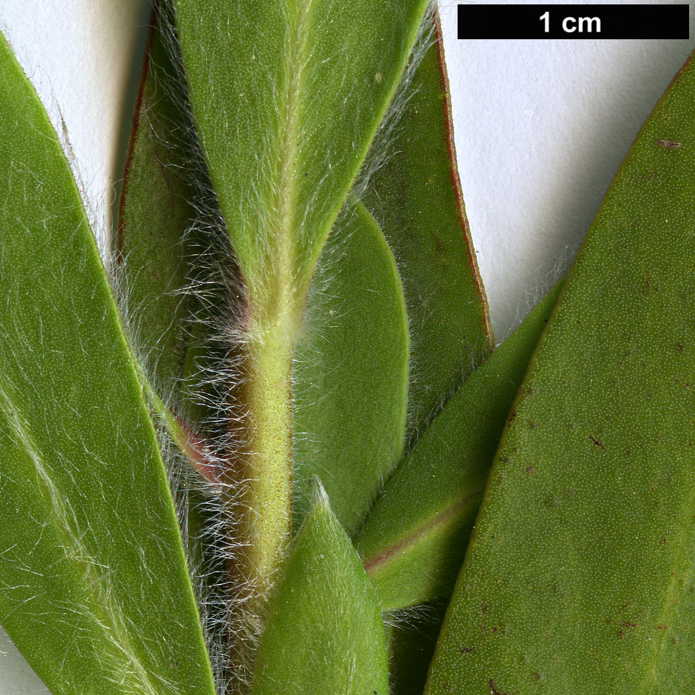 High resolution image: Family: Proteaceae - Genus: Protea - Taxon: mundii