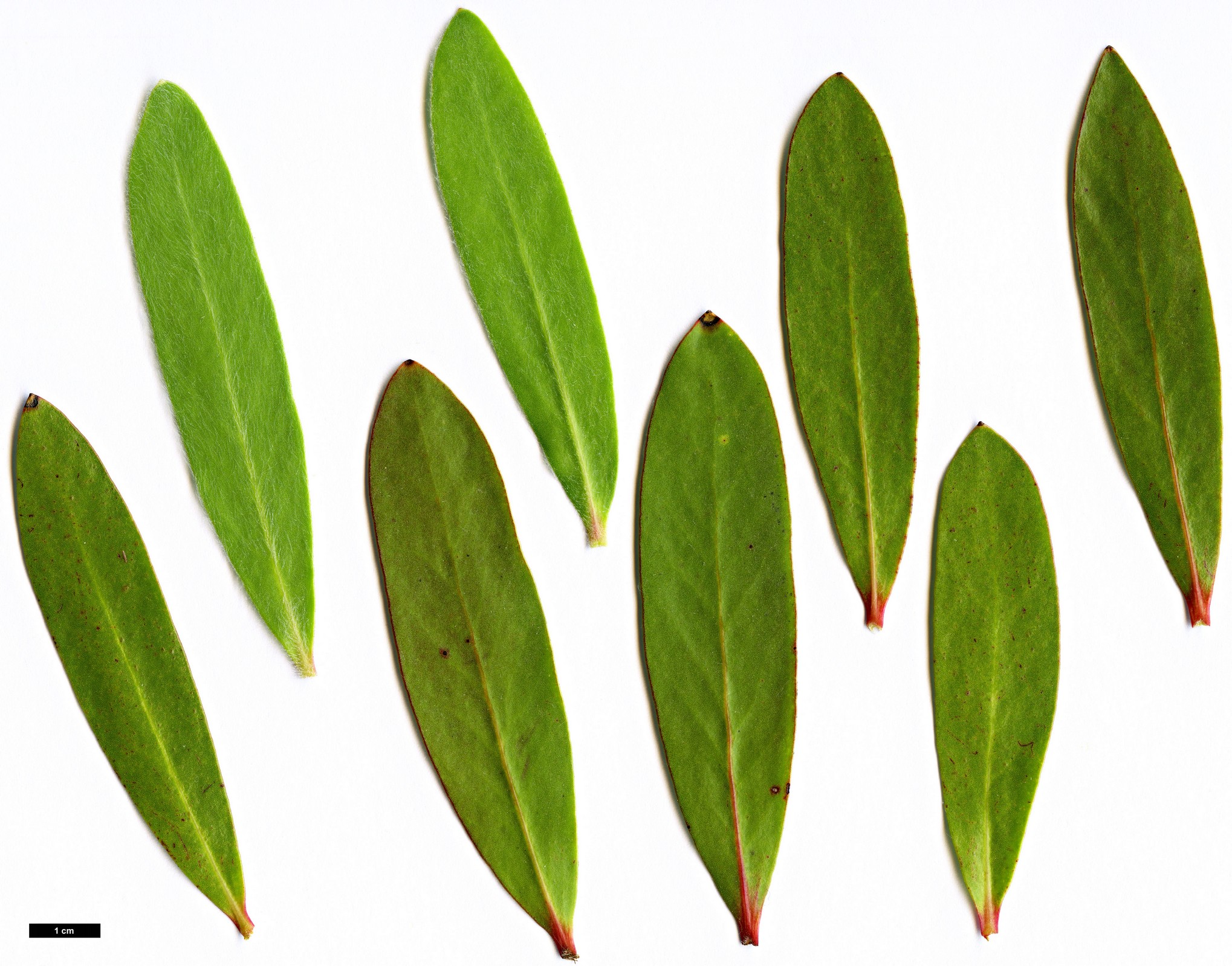 High resolution image: Family: Proteaceae - Genus: Protea - Taxon: mundii