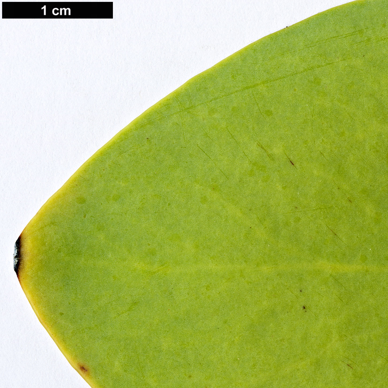 High resolution image: Family: Proteaceae - Genus: Protea - Taxon: nitida