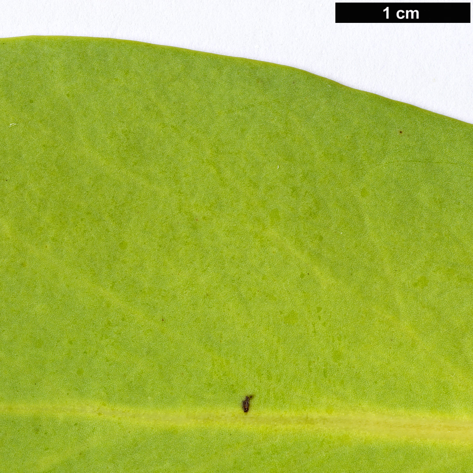 High resolution image: Family: Proteaceae - Genus: Protea - Taxon: nitida