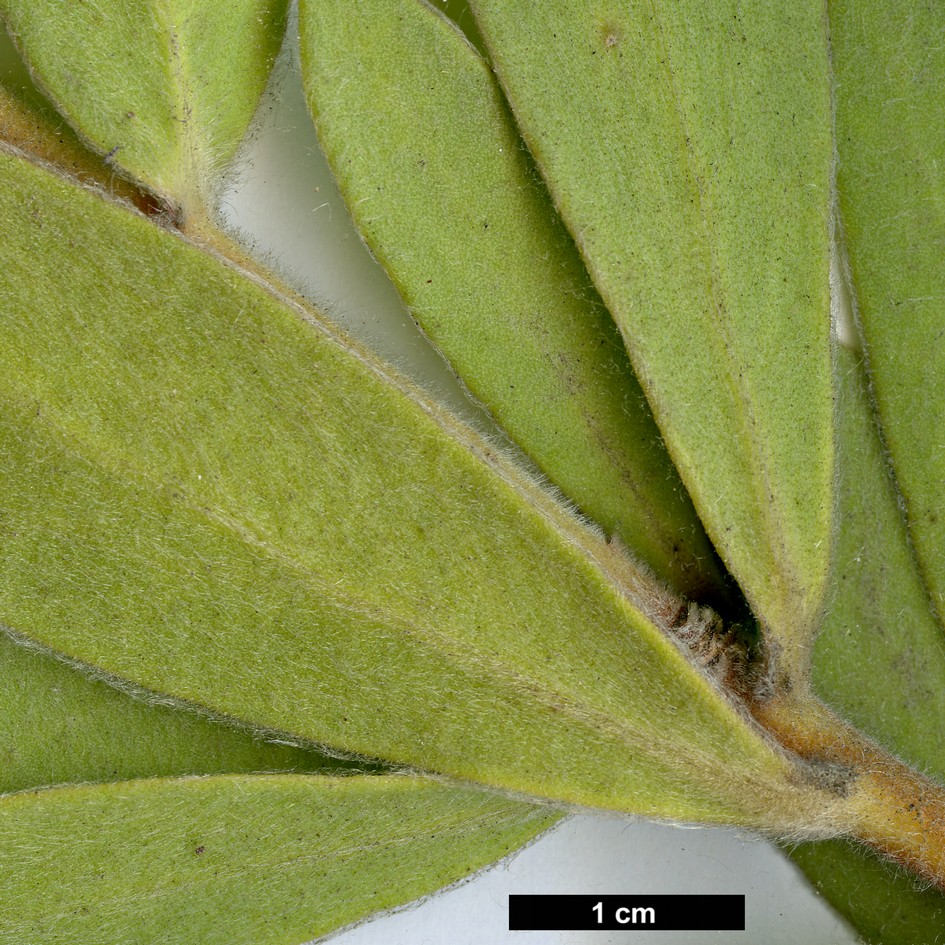 High resolution image: Family: Proteaceae - Genus: Protea - Taxon: punctata