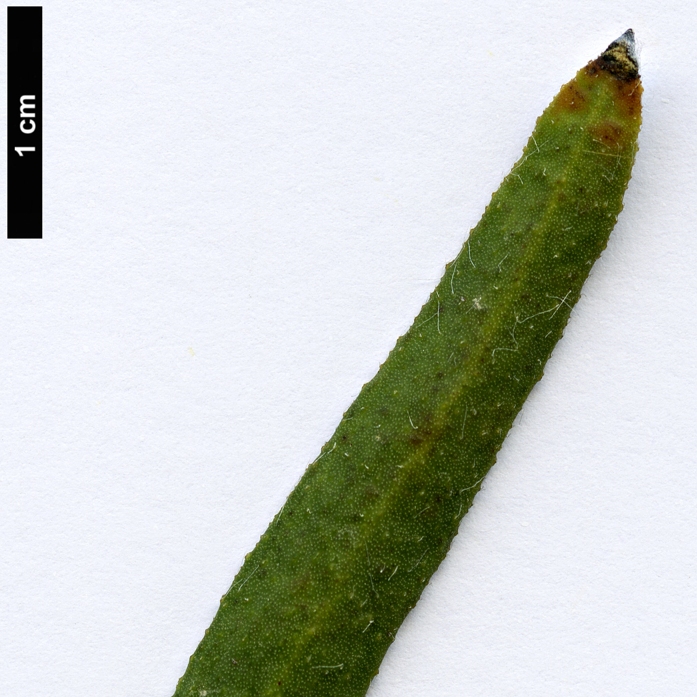 High resolution image: Family: Proteaceae - Genus: Protea - Taxon: scabra