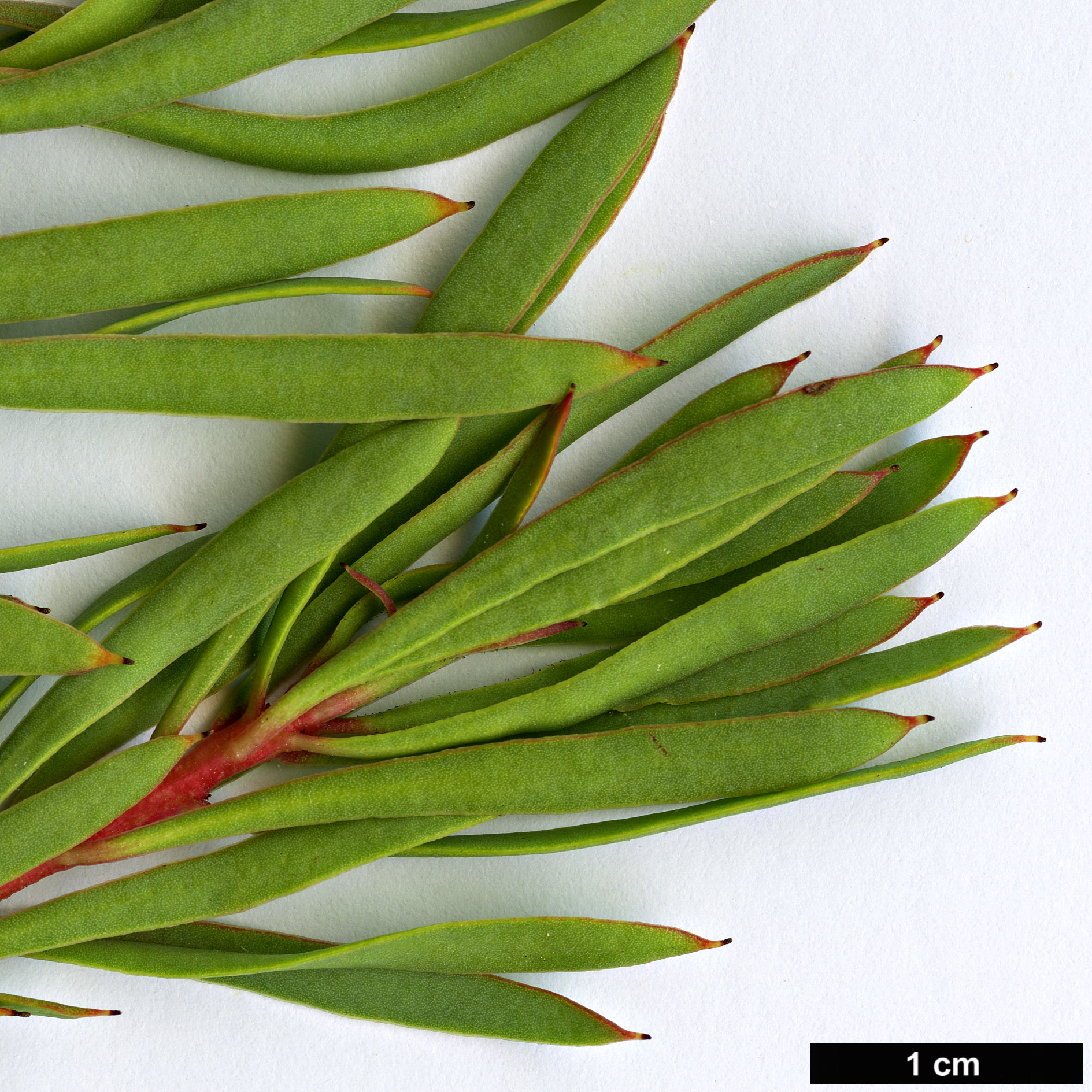 High resolution image: Family: Proteaceae - Genus: Protea - Taxon: scolymocephala