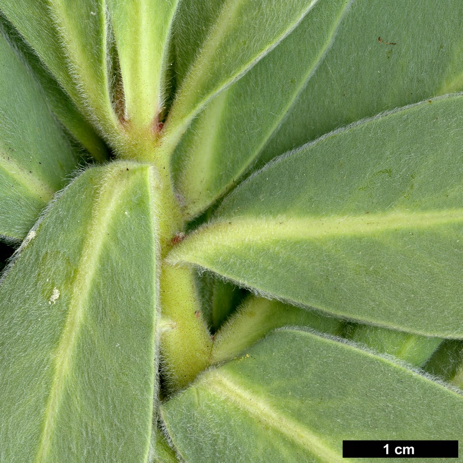 High resolution image: Family: Proteaceae - Genus: Protea - Taxon: subvestita
