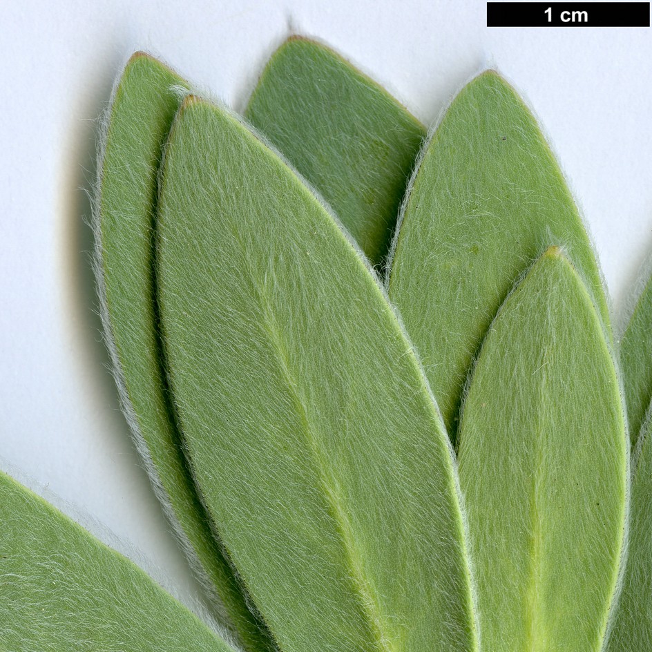 High resolution image: Family: Proteaceae - Genus: Protea - Taxon: subvestita