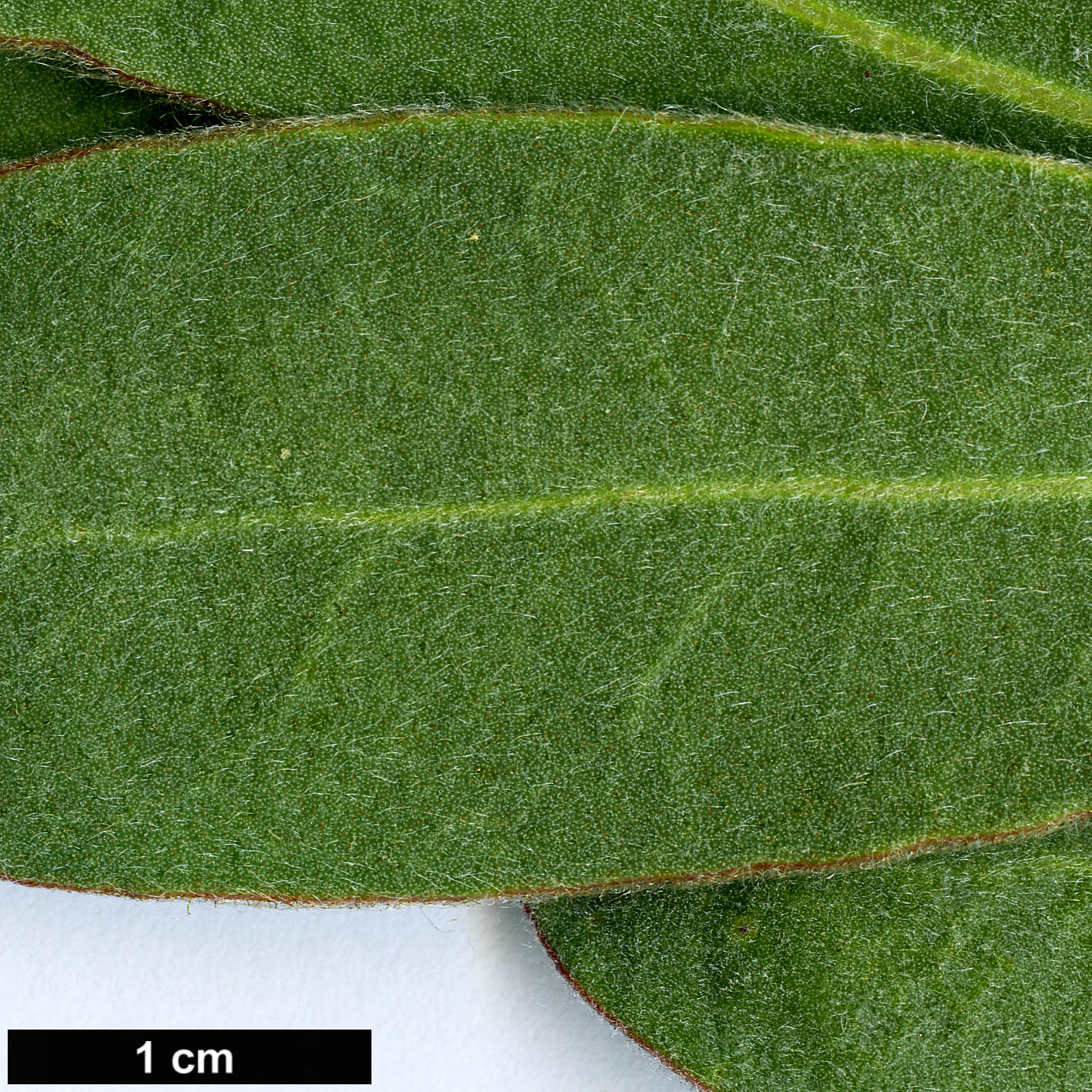 High resolution image: Family: Proteaceae - Genus: Protea - Taxon: susannae