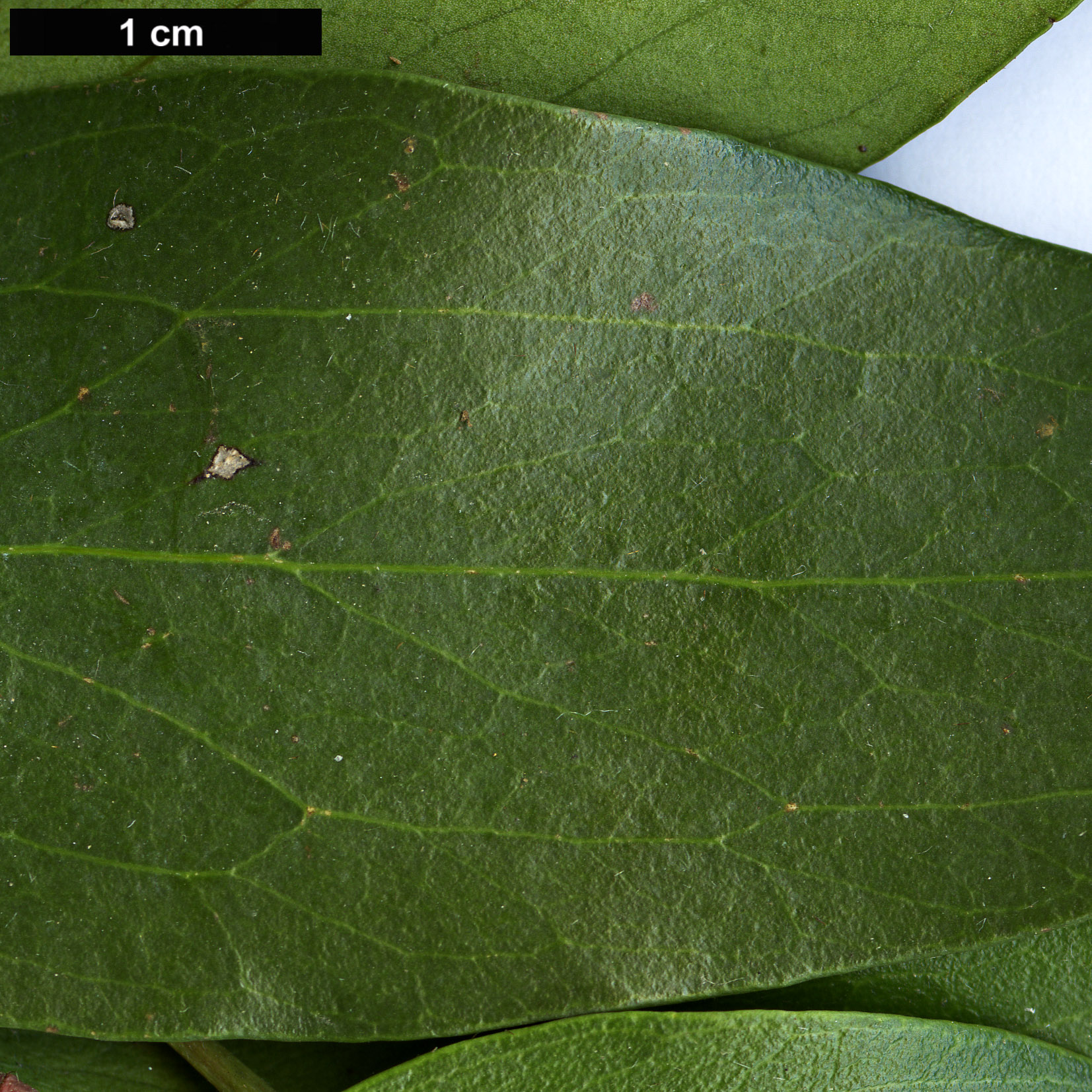 High resolution image: Family: Proteaceae - Genus: Stenocarpus - Taxon: salignus